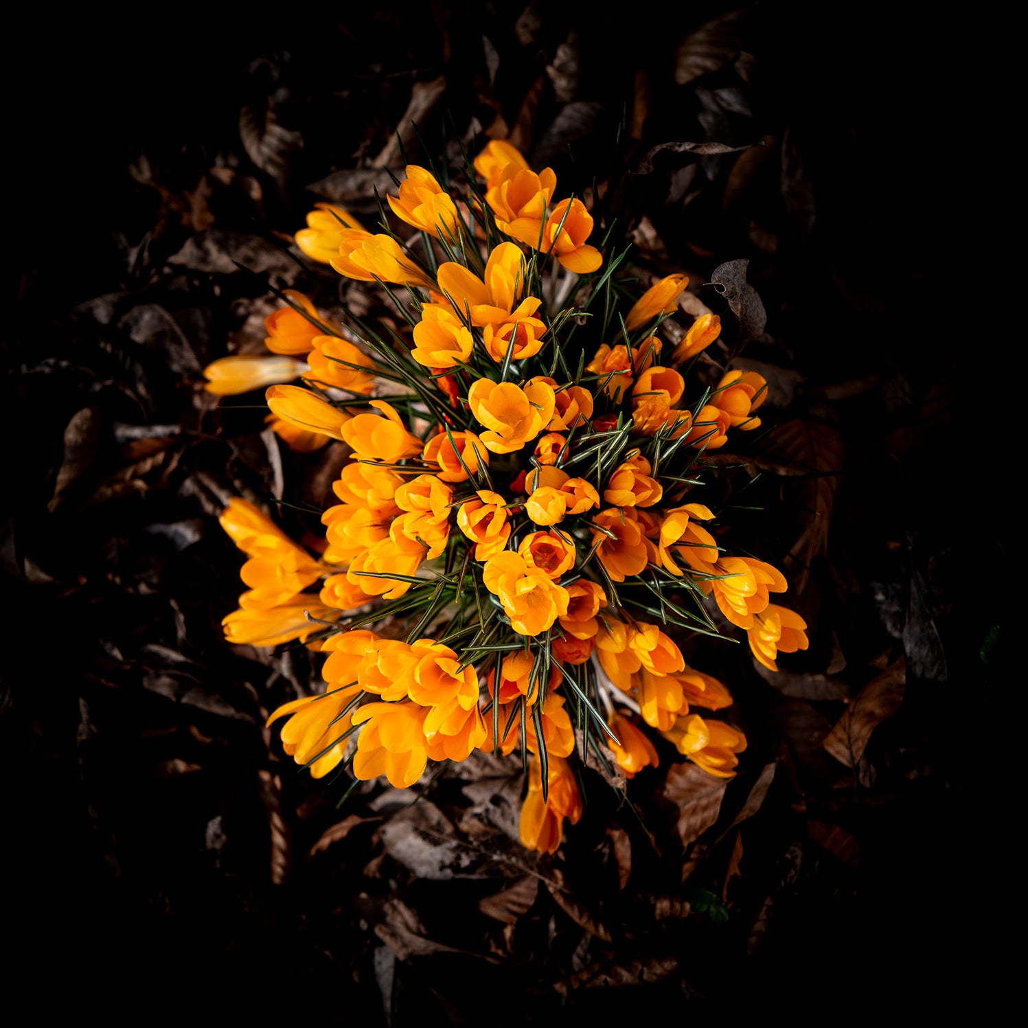 Impression Blumen (1)